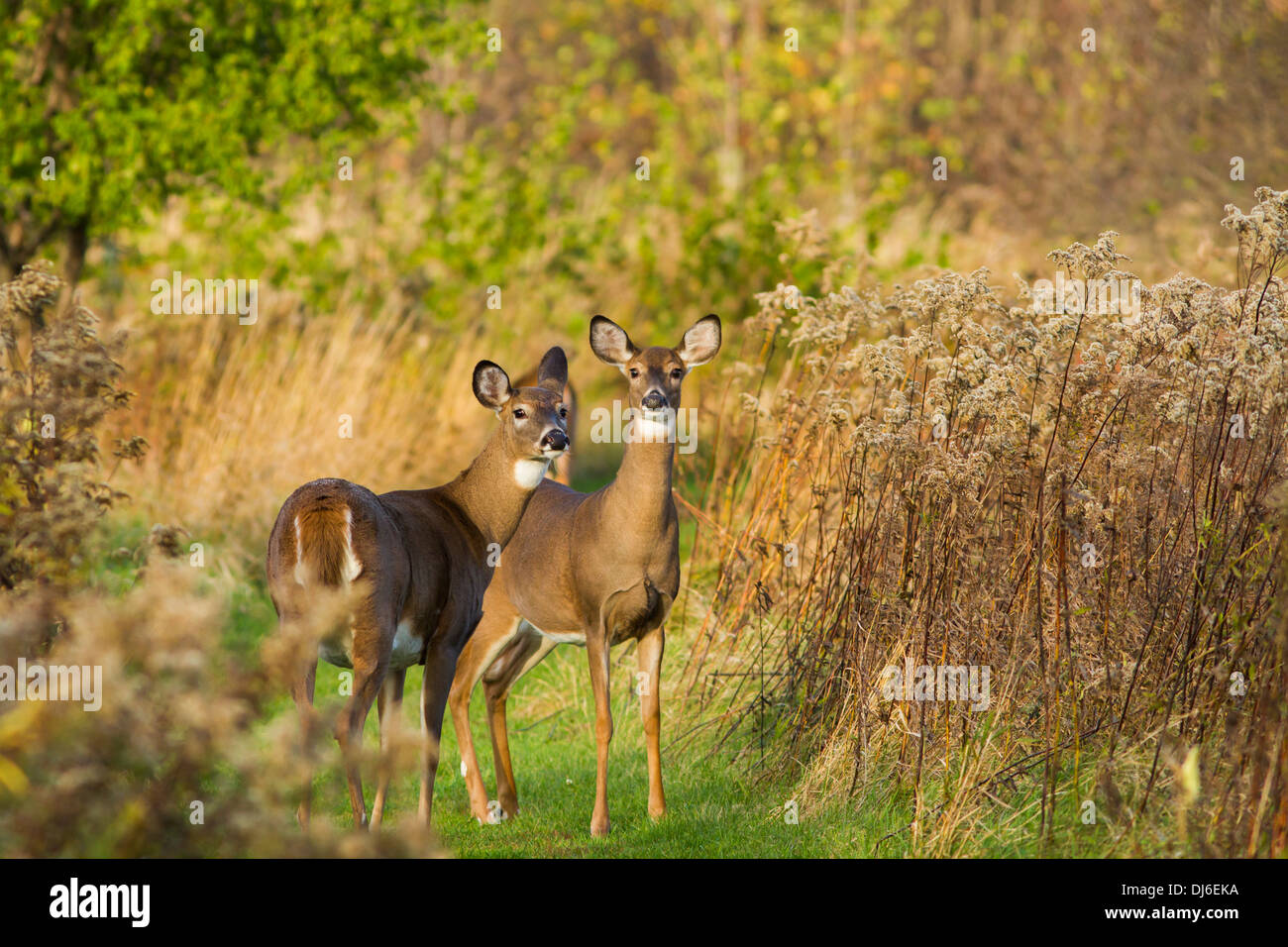 La mattina presto culbianco cervi femmine (Odocoileus virginianus). Foto Stock