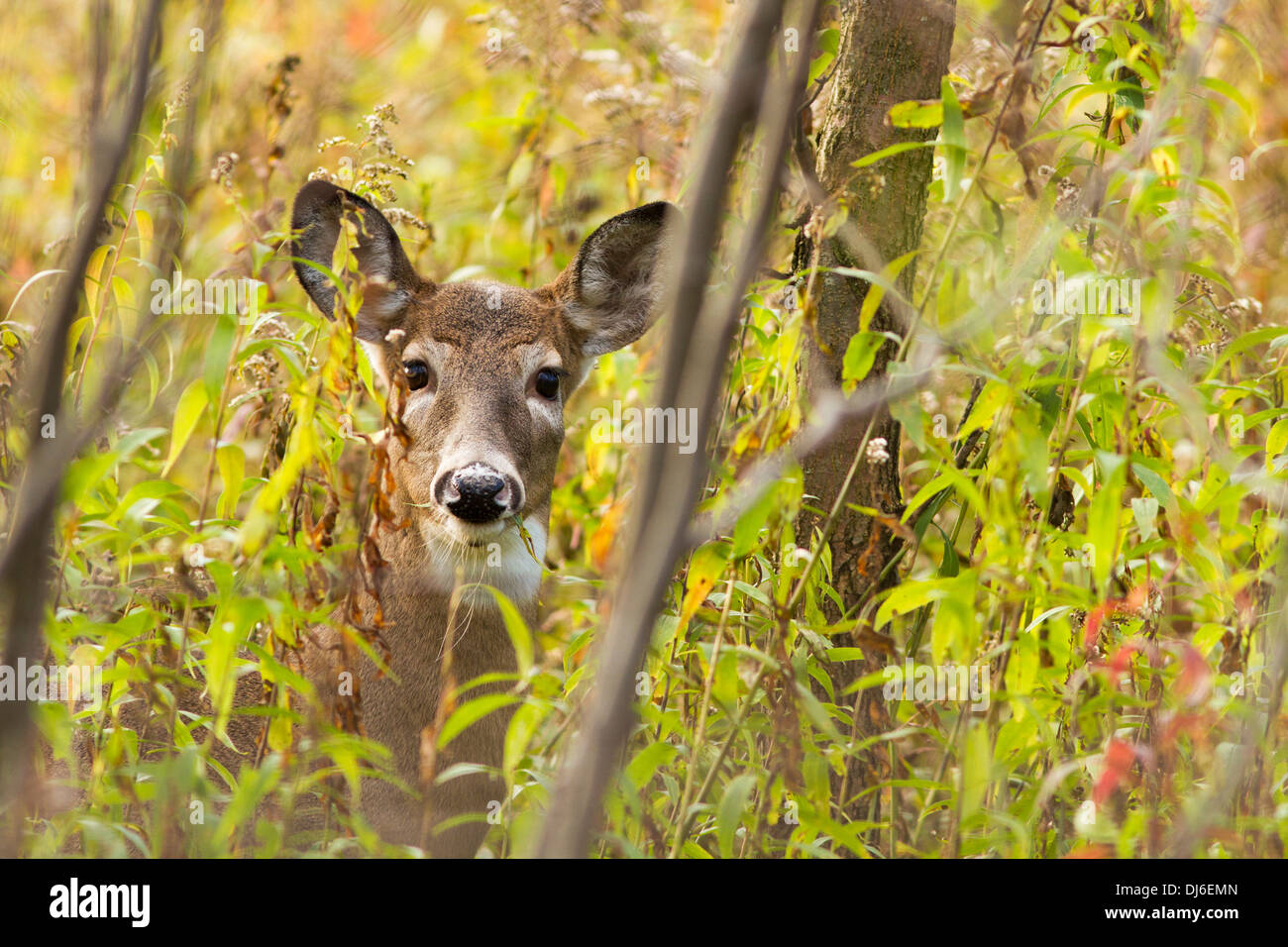 La mattina presto culbianco Cervo femmina (Odocoileus virginianus). Foto Stock