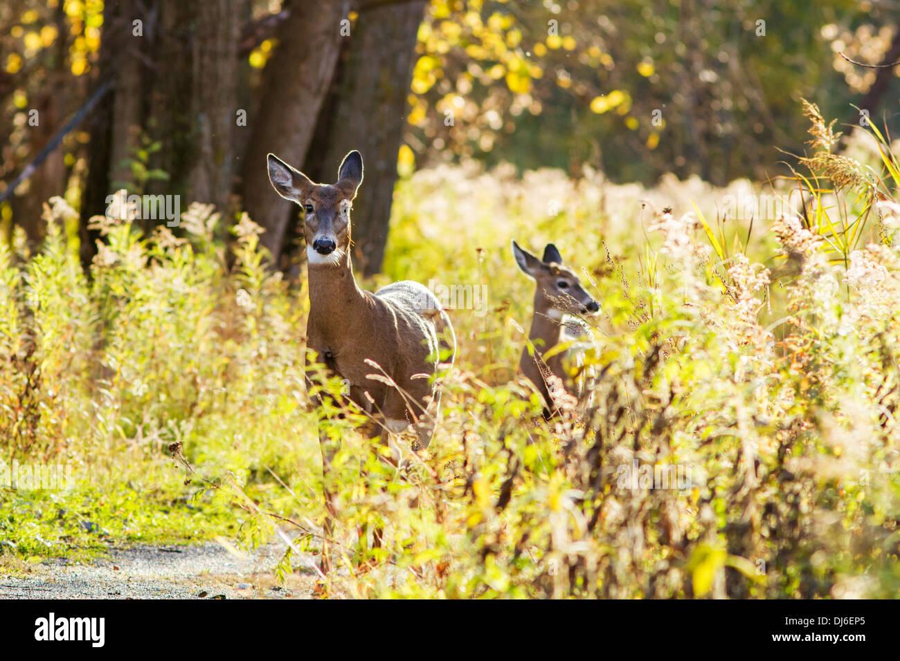 La mattina presto culbianco Cervo femmina e baby (Odocoileus virginianus). Foto Stock