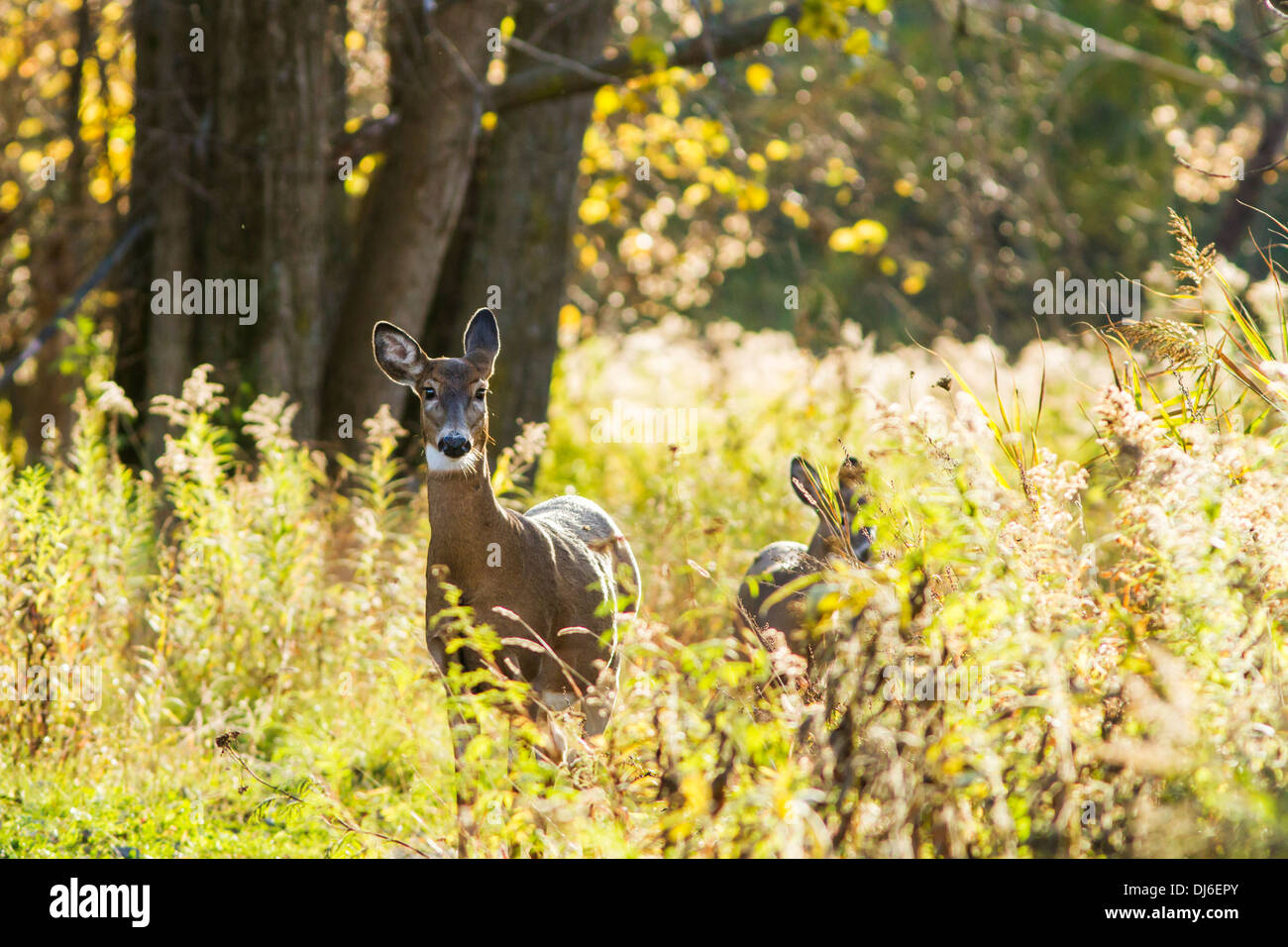 La mattina presto culbianco Cervo femmina e baby (Odocoileus virginianus). Foto Stock