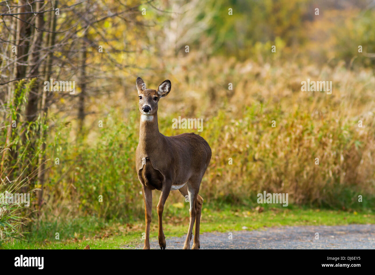 Un inizio di mattina culbianco Cervo femmina (Odocoileus virginianus). Foto Stock