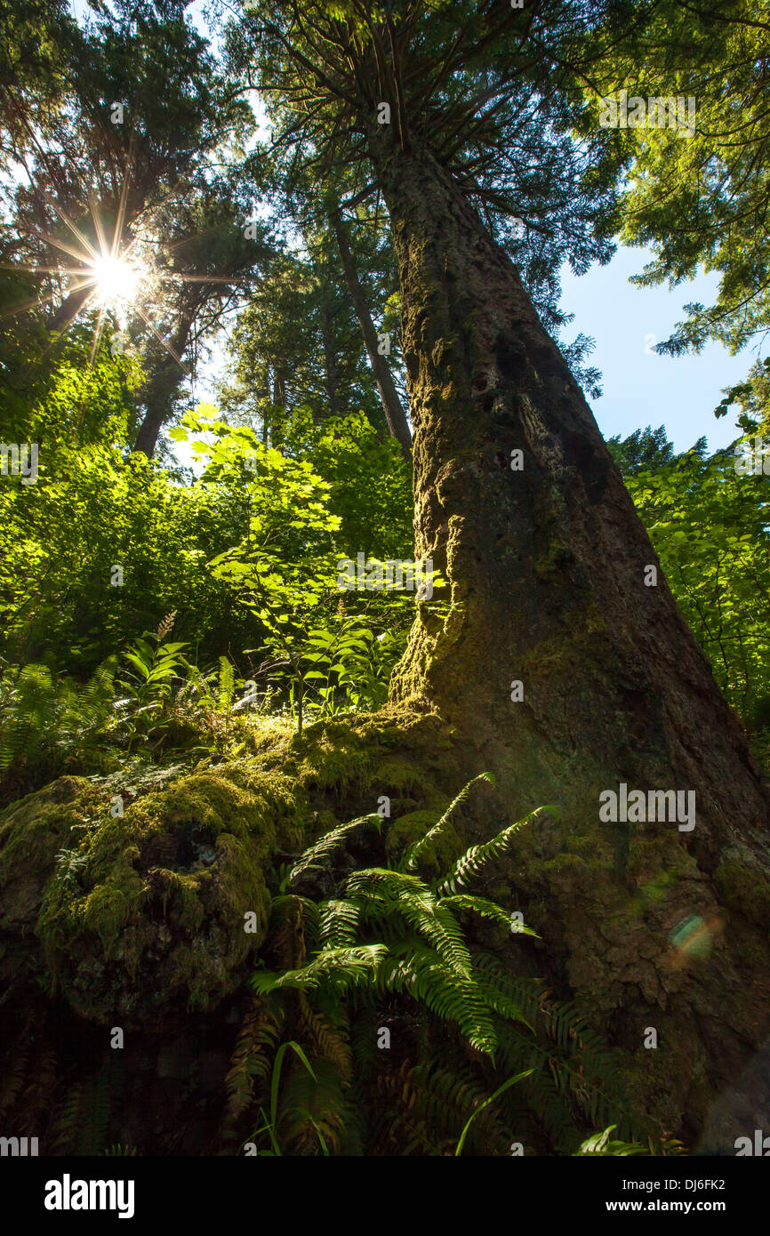Pacific Northwest Forrest Foto Stock
