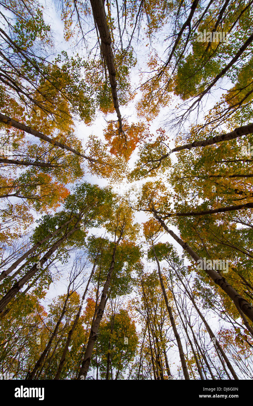 Ampio angolo di visione americana del bosco di faggio in autunno Foto Stock