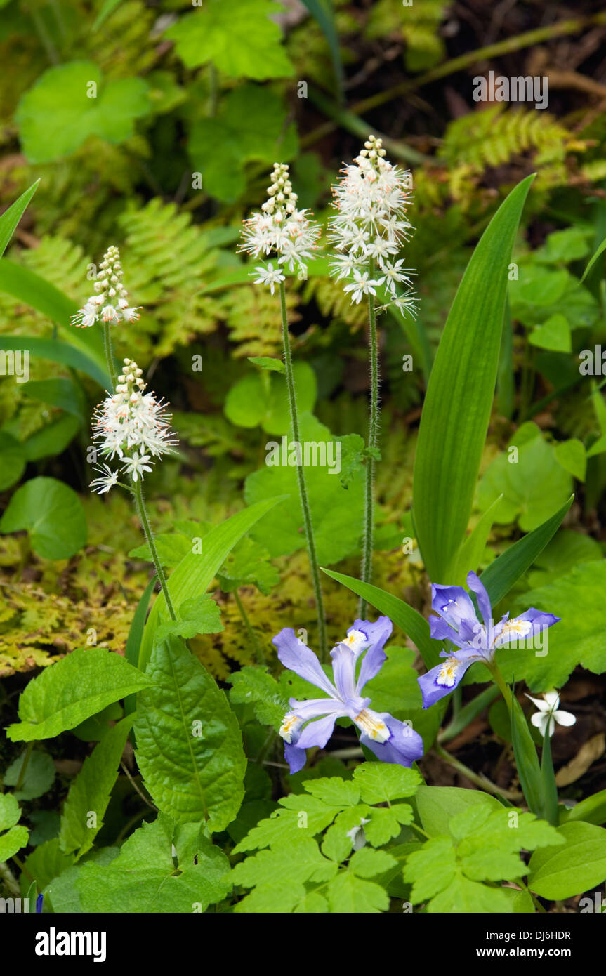 E Foamflower Crested Dwarf Iris in mezzo alle felci e muschi nel Parco Nazionale di Great Smoky Mountains in Tennessee Foto Stock