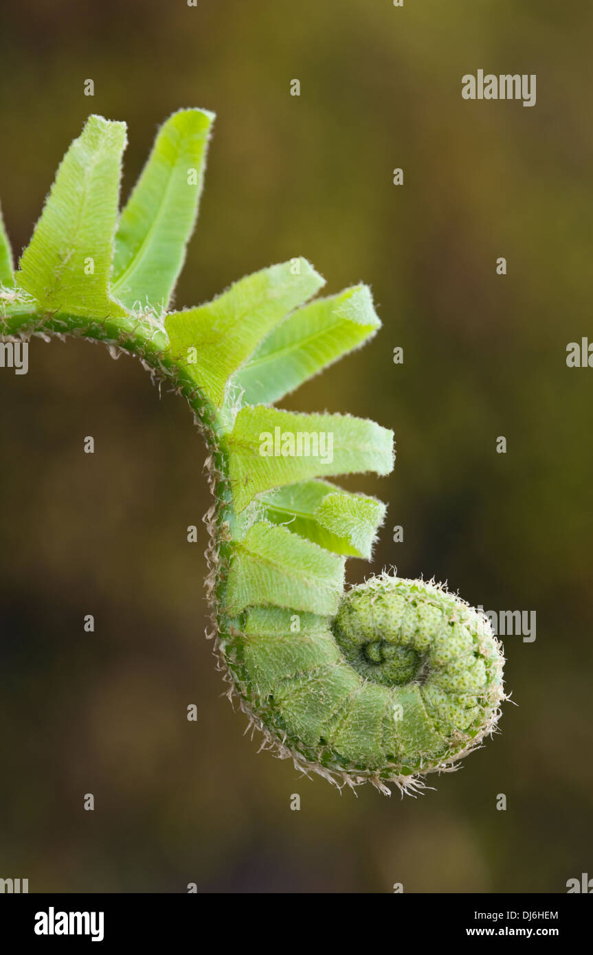 Fern frond distensione in primavera Foto Stock