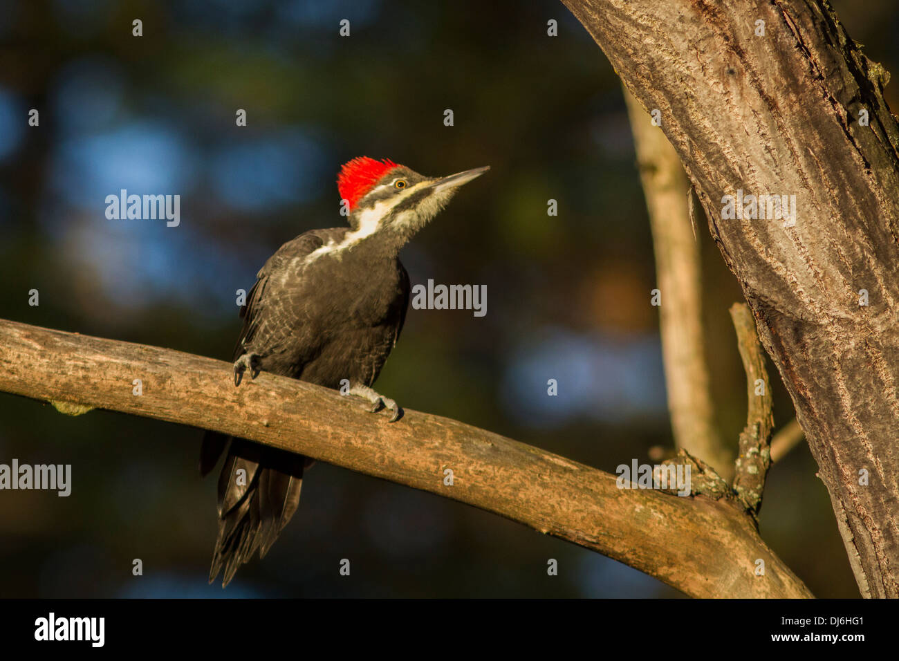 Femmina picchio Pileated(Dryocopus pileatus) arroccato Foto Stock