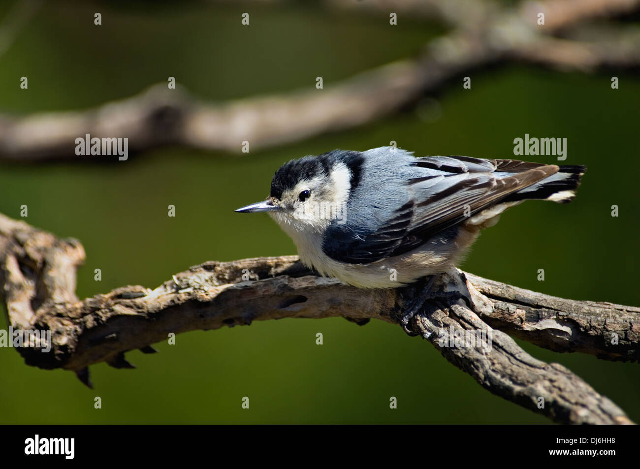 Bianco-breasted picchio muratore sul ramo di corniolo Foto Stock