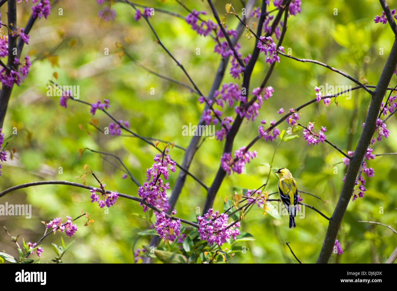 American Cardellino appollaiato in Eastern Redbud Tree a Cumberland Falls State Park in Kentucky Foto Stock