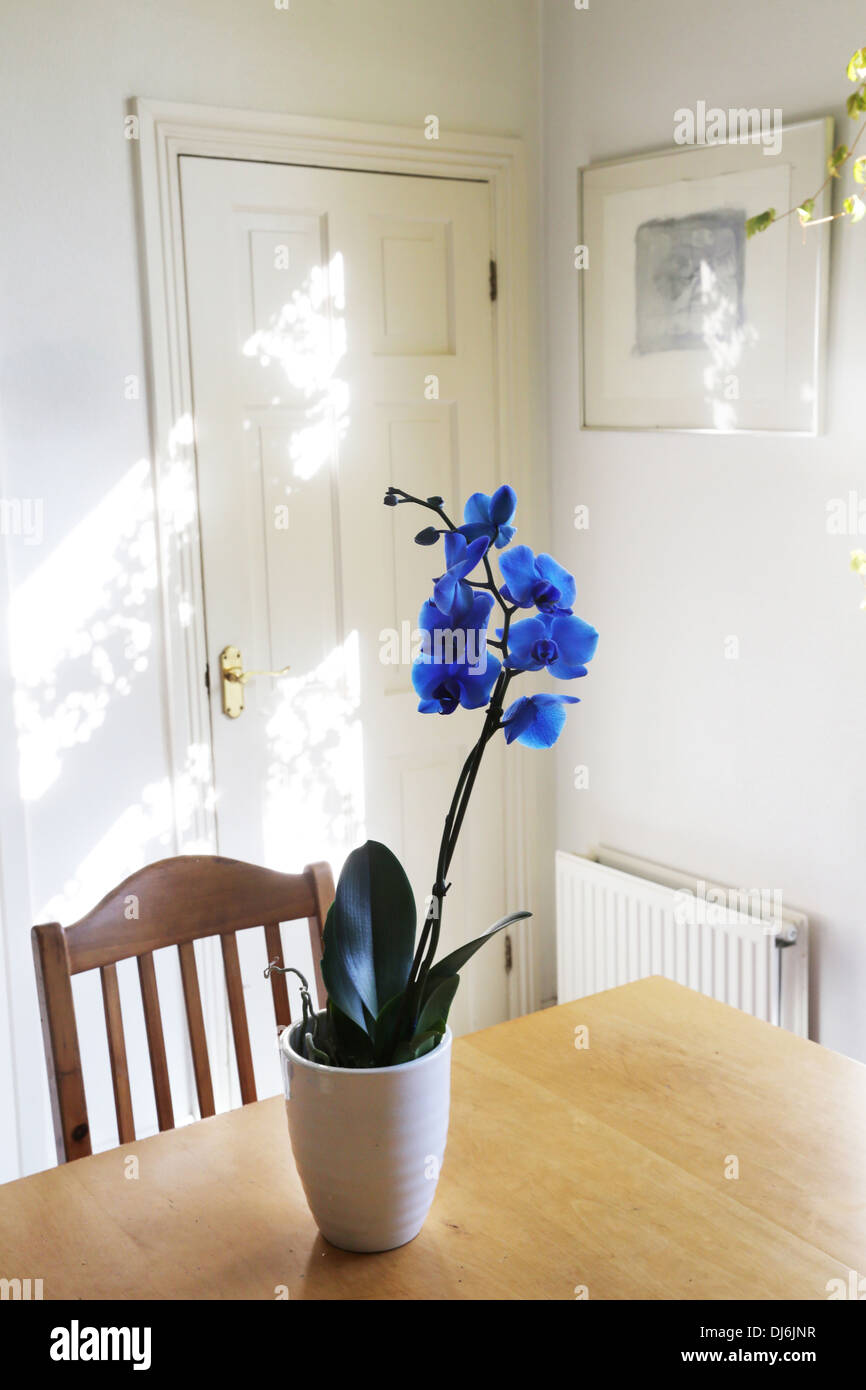 Blu Royal Orchid in vaso sul tavolo Foto Stock
