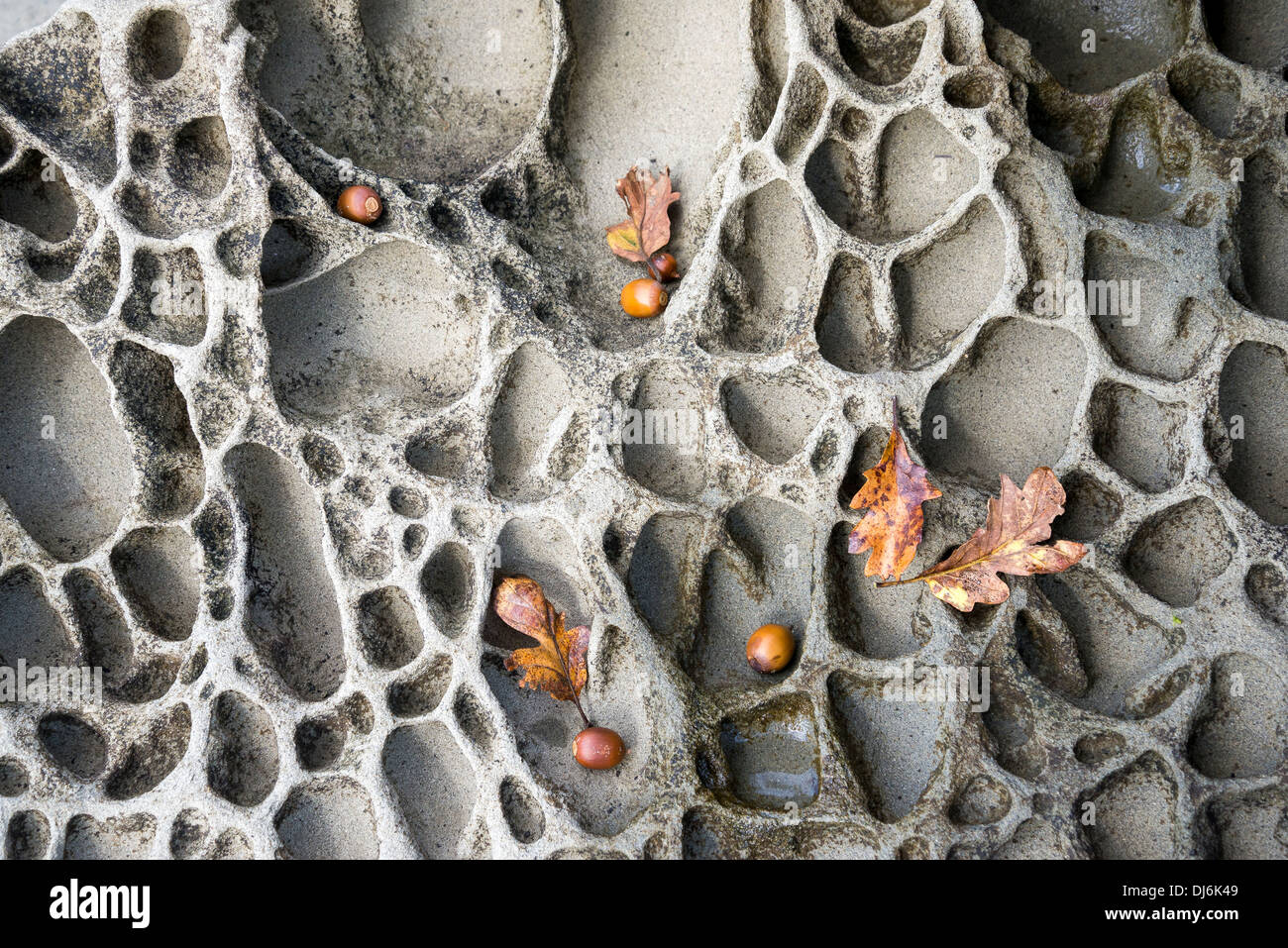 Tafoni rocce nascoste, Fords Cove, Hornby Island, British Columbia, Canada Foto Stock