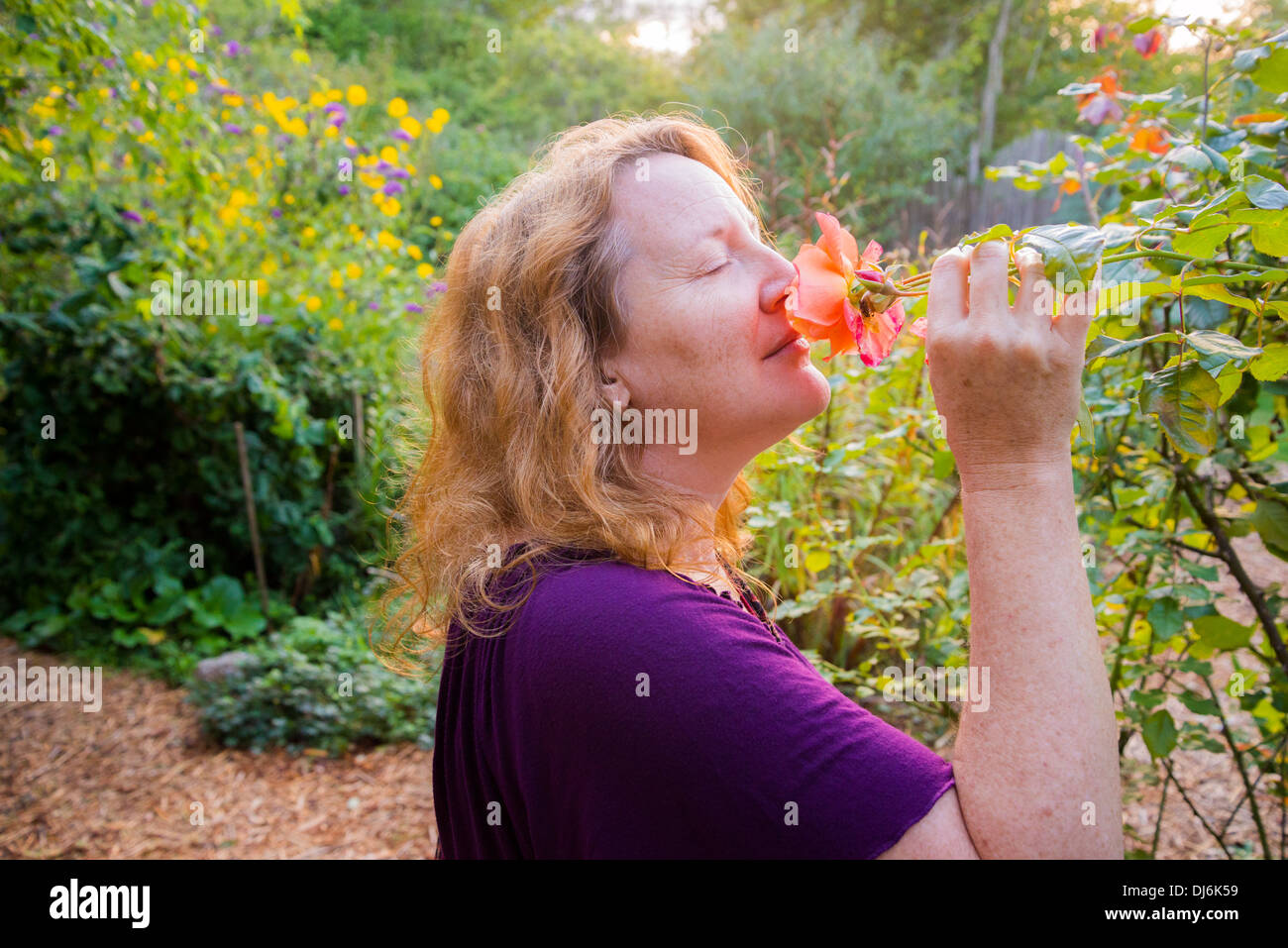 La donna lo sniffing rose Foto Stock