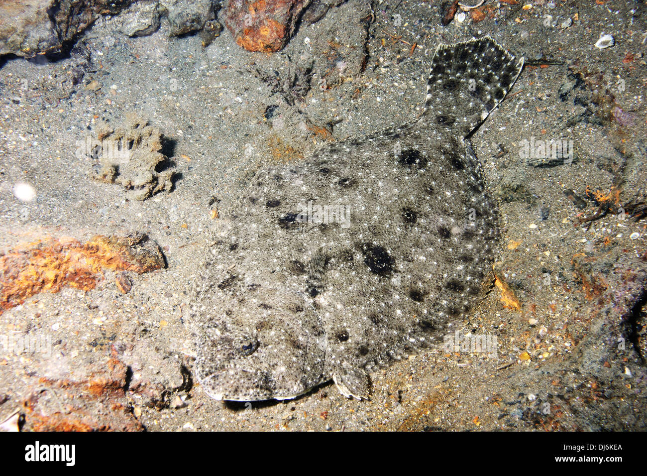 La Passera di mare si trova perfettamente mimetizzati sul fondo del mare Foto Stock