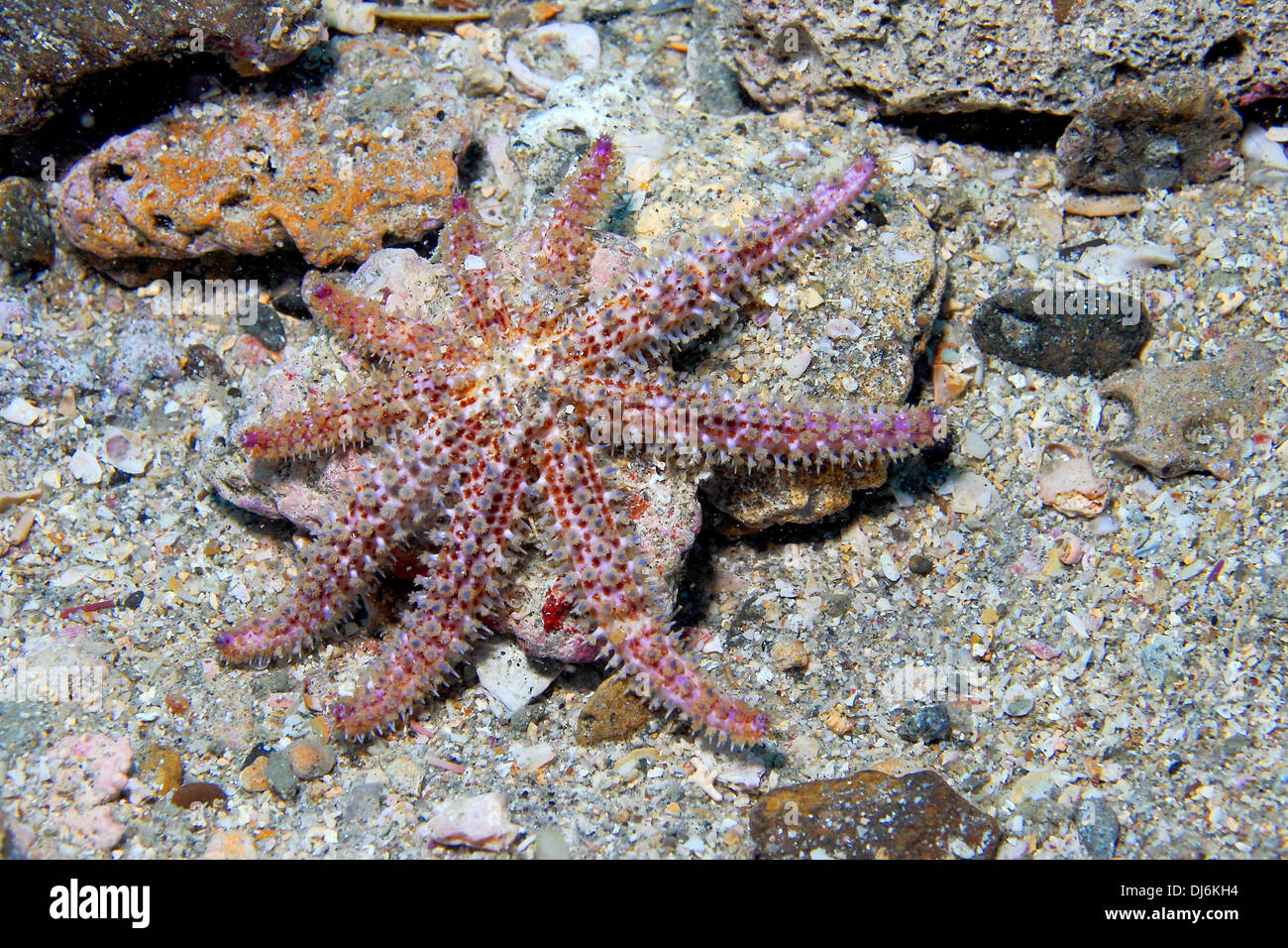Un fico d'india Starfish passeggiate lungo il fondo del mare. Foto Stock