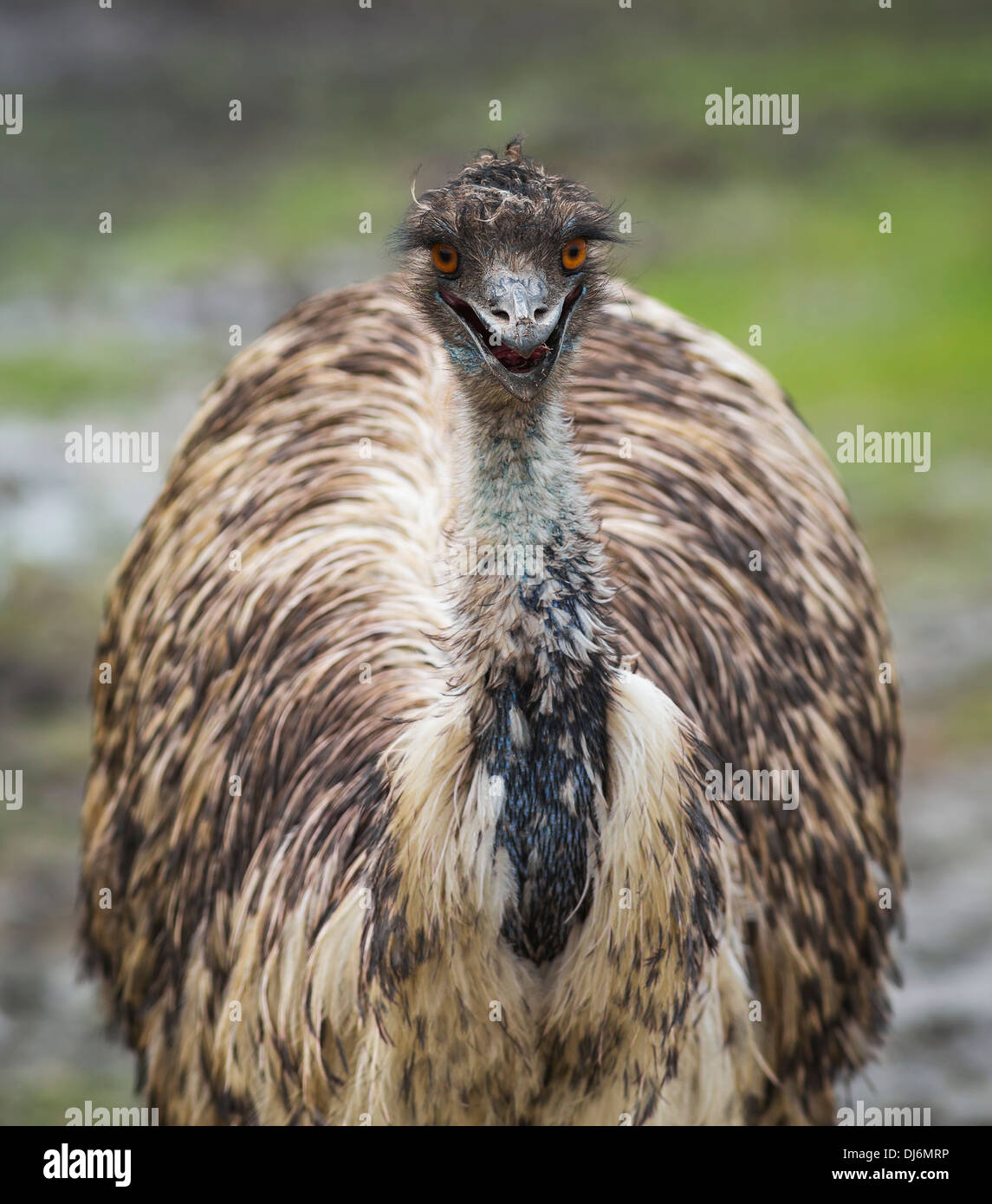 Emu (Dromaius Novaehollandiae) a Assiniboine Park Zoo; Winnipeg, Manitoba, Canada Foto Stock