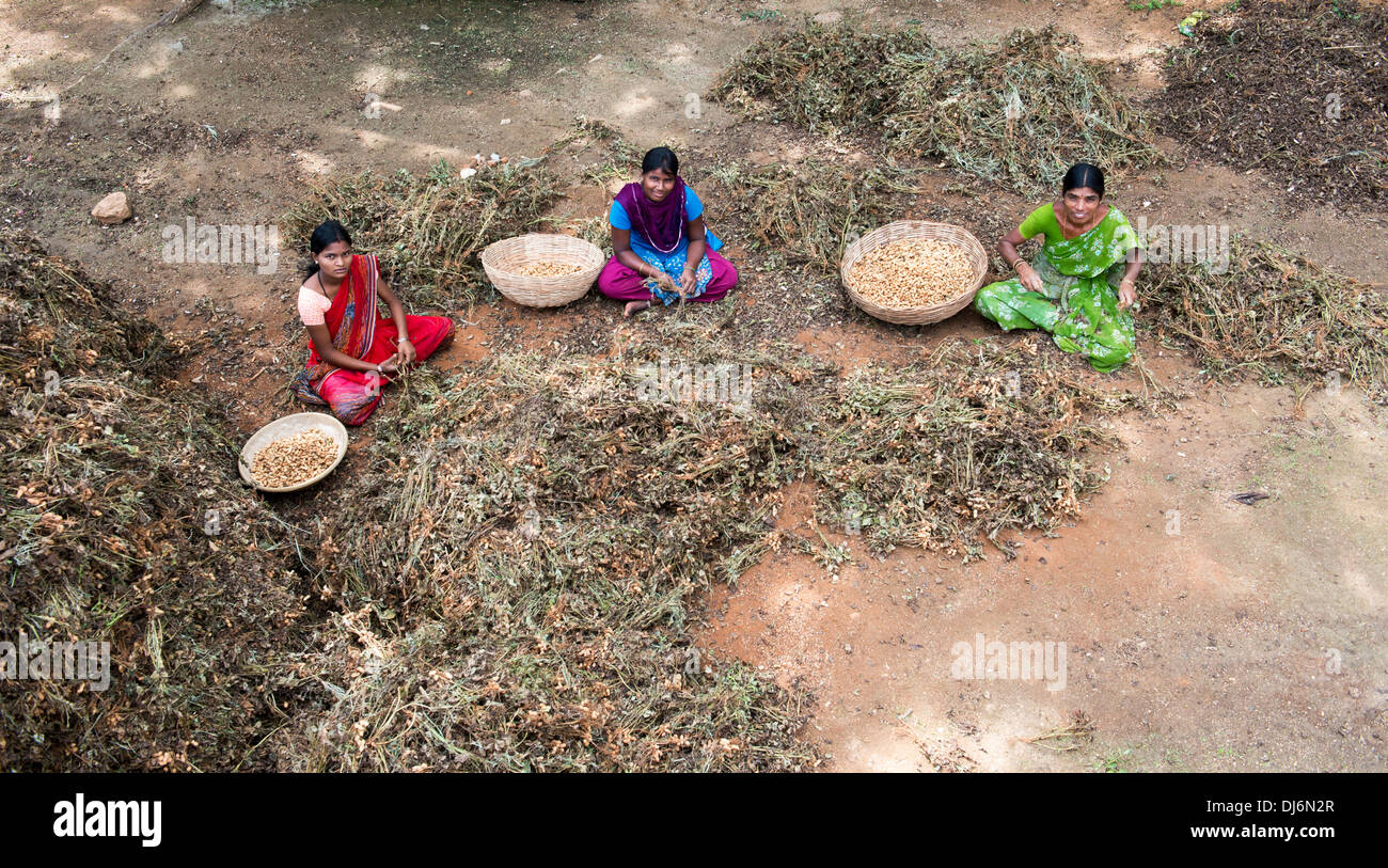 Donna indiana e ragazze adolescenti la raccolta di arachidi. Andhra Pradesh, India Foto Stock