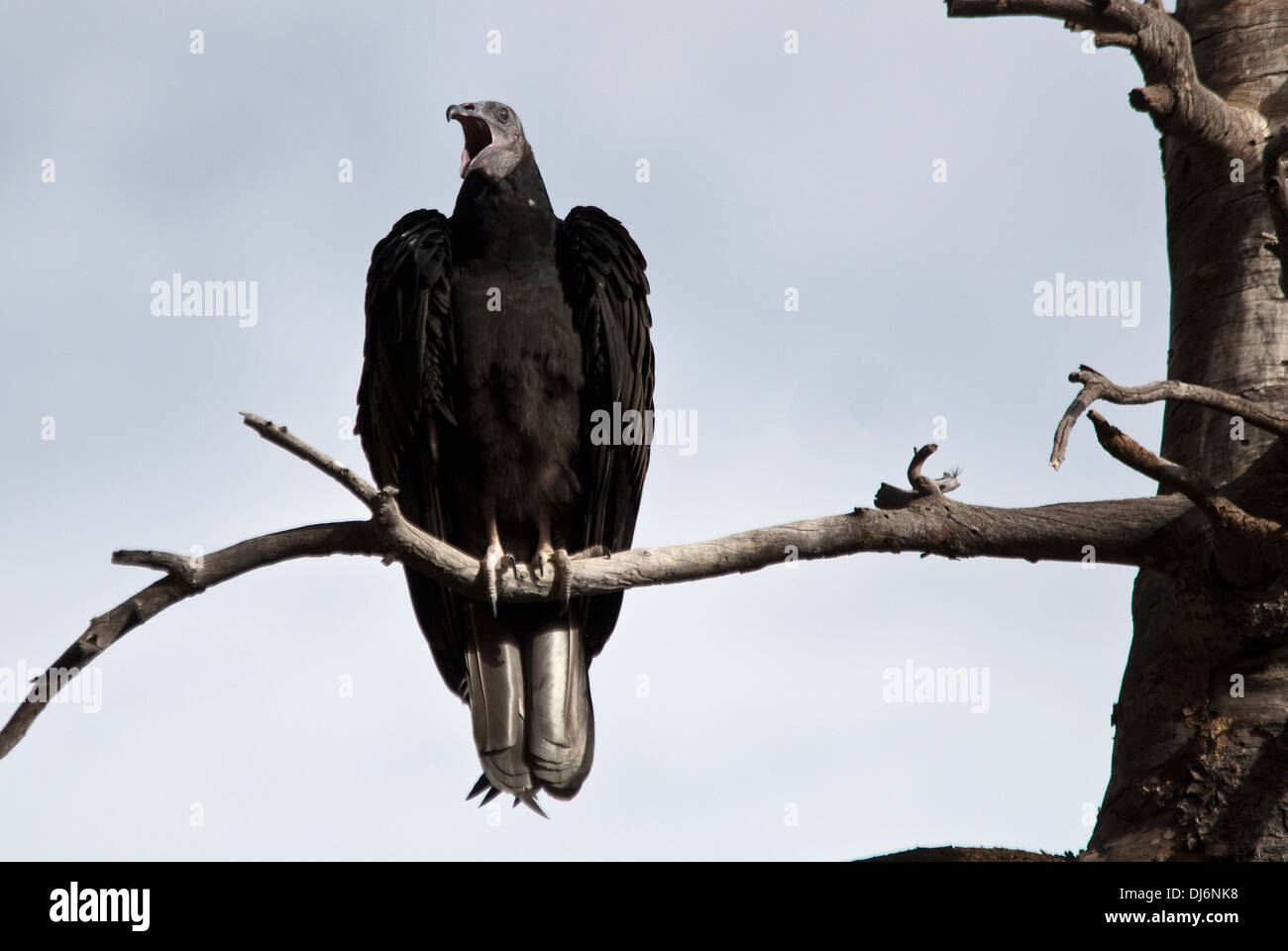 La Turchia Vulture Cathartes aura ponti naturali monumento nazionale USA Utah Foto Stock