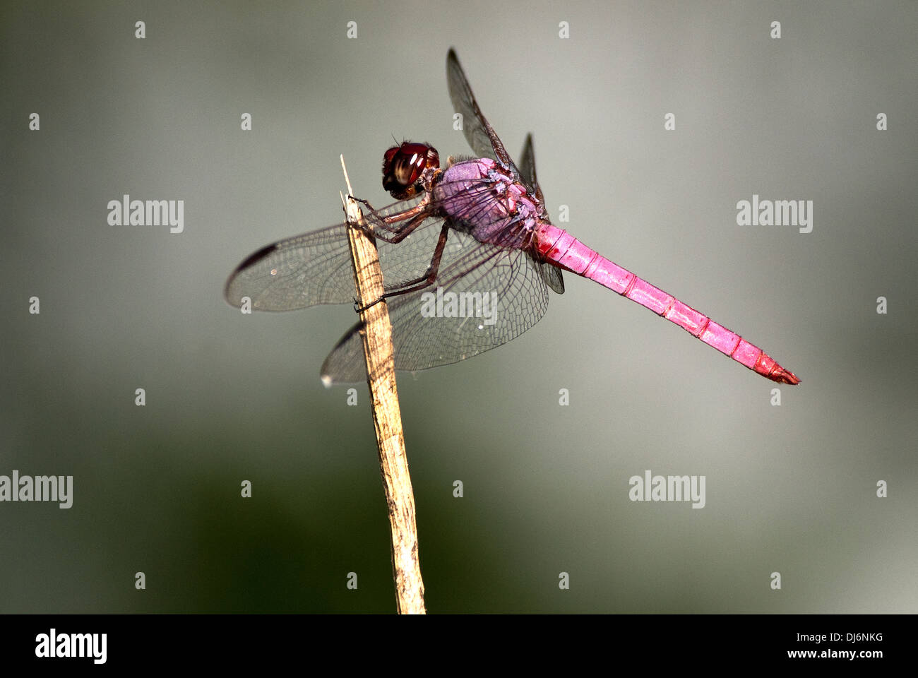 Skimmer Roseate Orthemis ferruginea Lago Mitchell Audubon San Antonio Texas USA Foto Stock