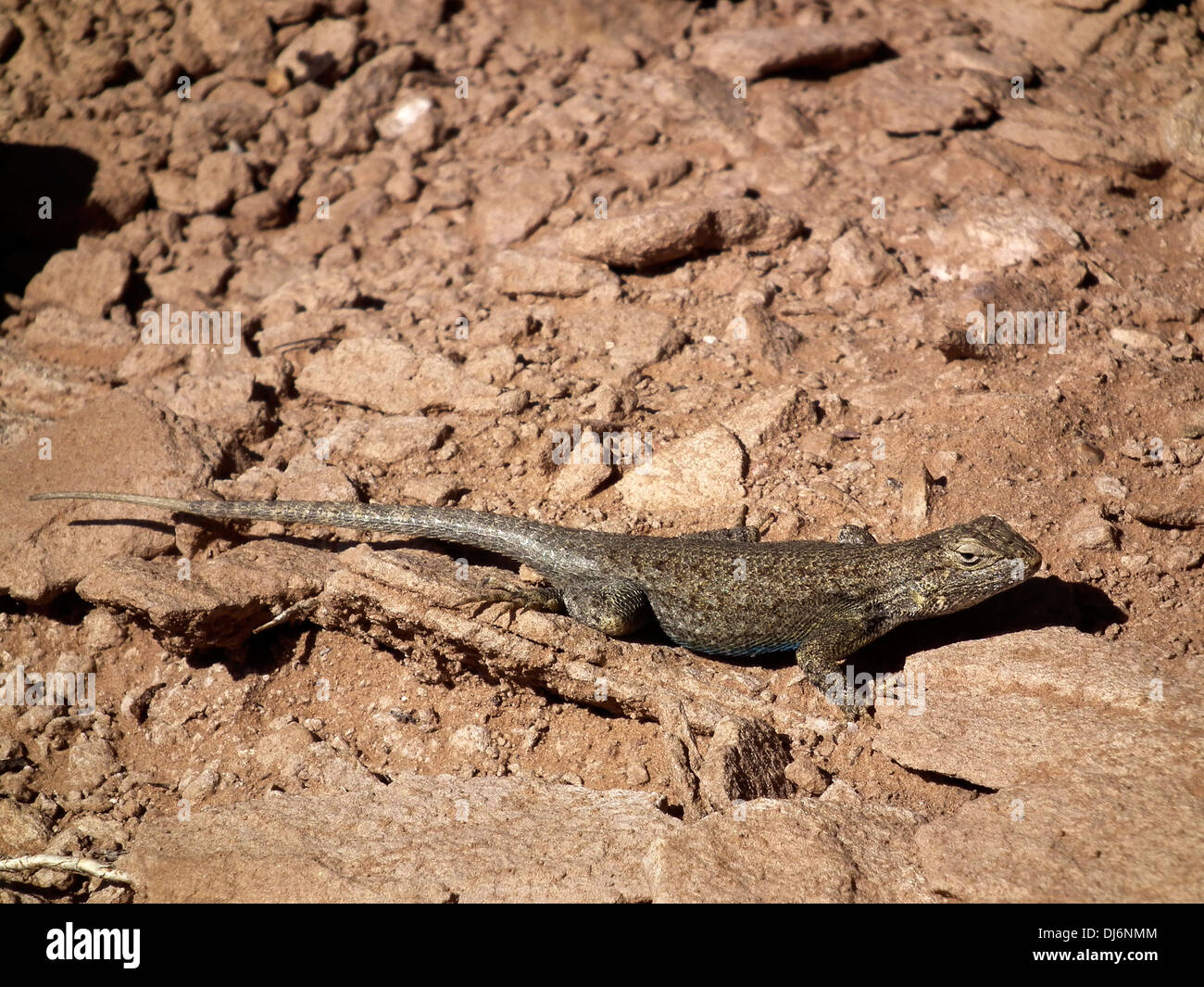 Recinzione occidentale Lizard Sceloporus occidentalis Kodachrome Basin Parco dello Stato USA Utah Foto Stock