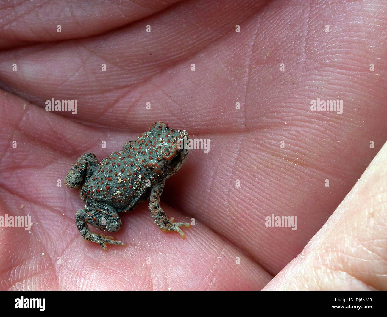 Red Spotted Toad Bufo punctatus ponti naturali monumento nazionale USA Utah Foto Stock