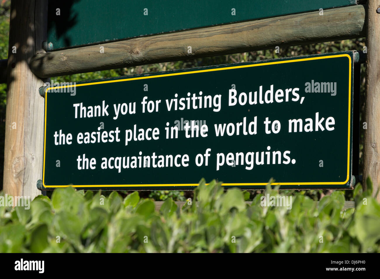 Sud Africa. I Penguins africani a Boulders Beach, vicino alla Città di Simon, segno di congedo, Provincia del Capo occidentale. Foto Stock