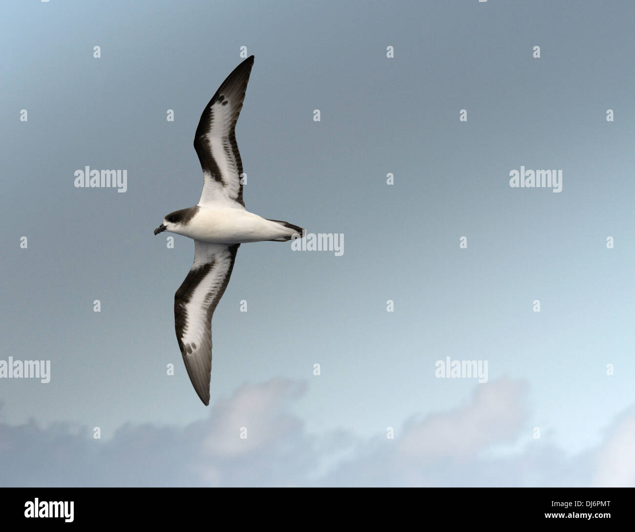Bermuda Petrel - Pterodroma cahow Foto Stock
