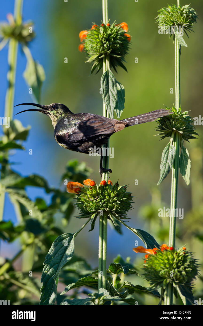 Tacazze sun-bird, Nectarinia tacazze Foto Stock