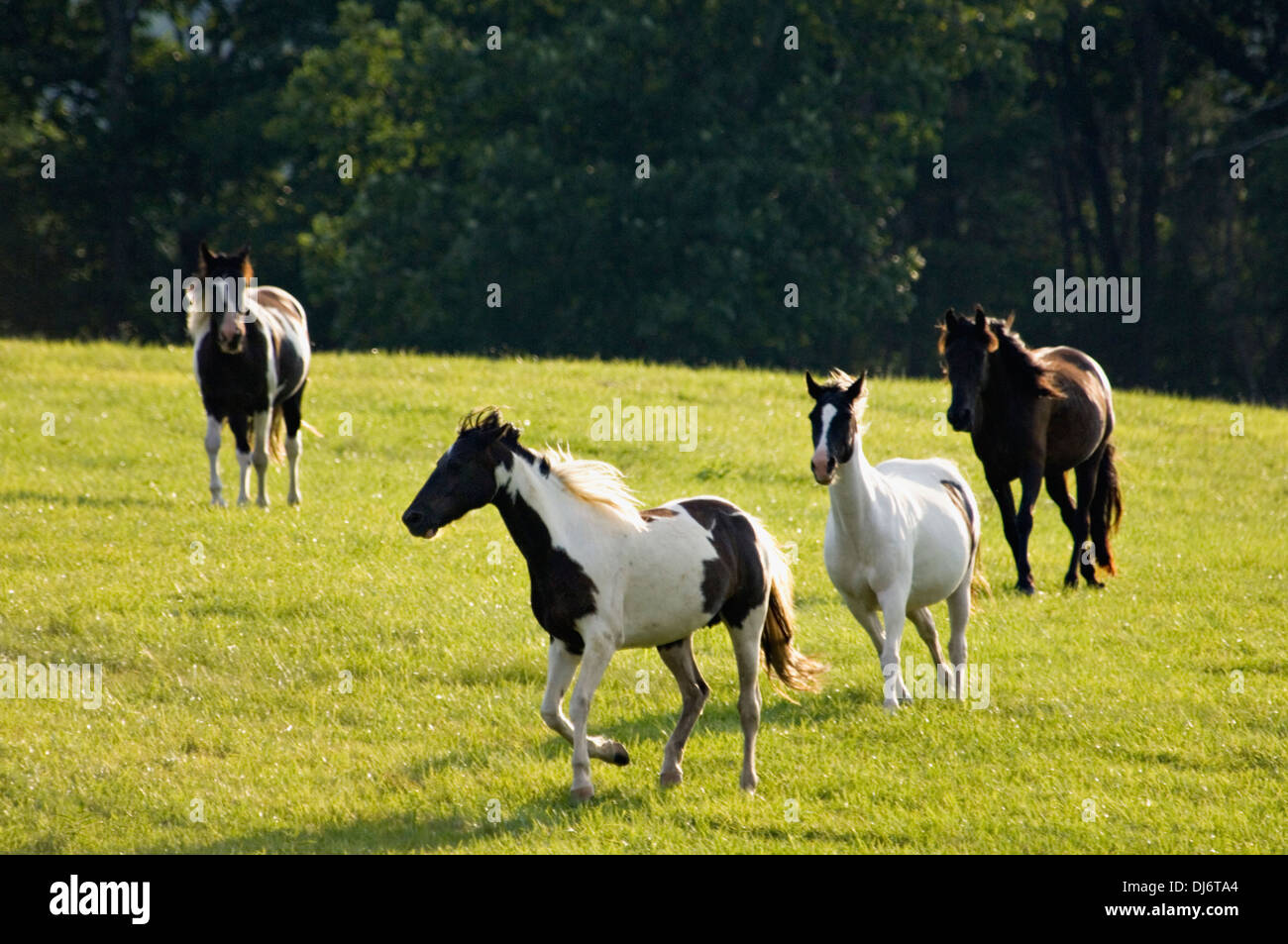 Quattro cavalli al galoppo in pascolo nella Hart County, Kentucky Foto Stock