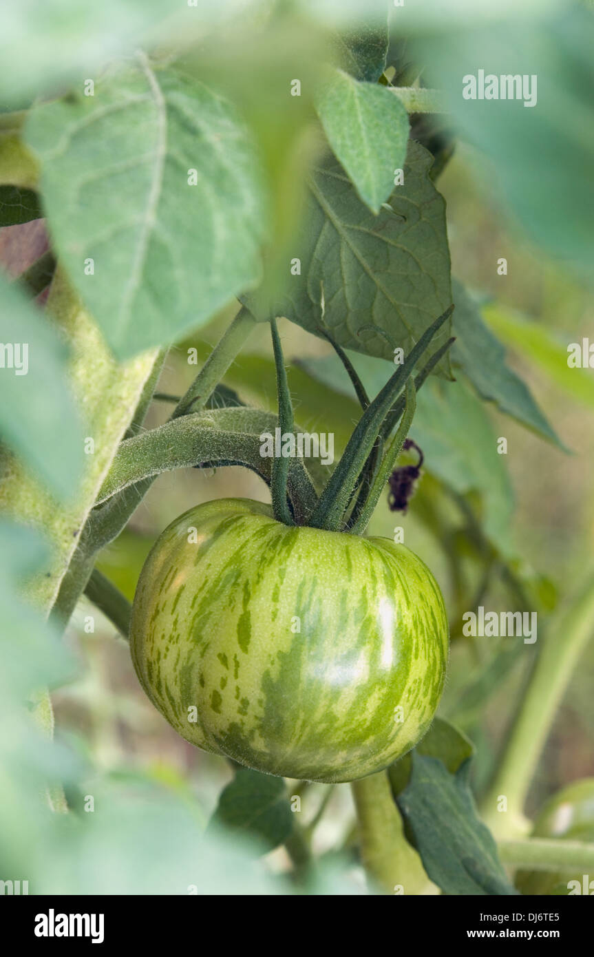 Cherokee cimelio di verde di coltivazione del pomodoro sulla vite in Indiana Foto Stock