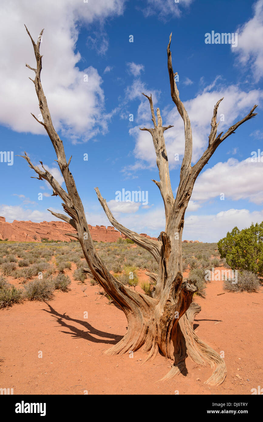 Morto albero di ginepro, Arches National Park, Utah, Stati Uniti d'America Foto Stock