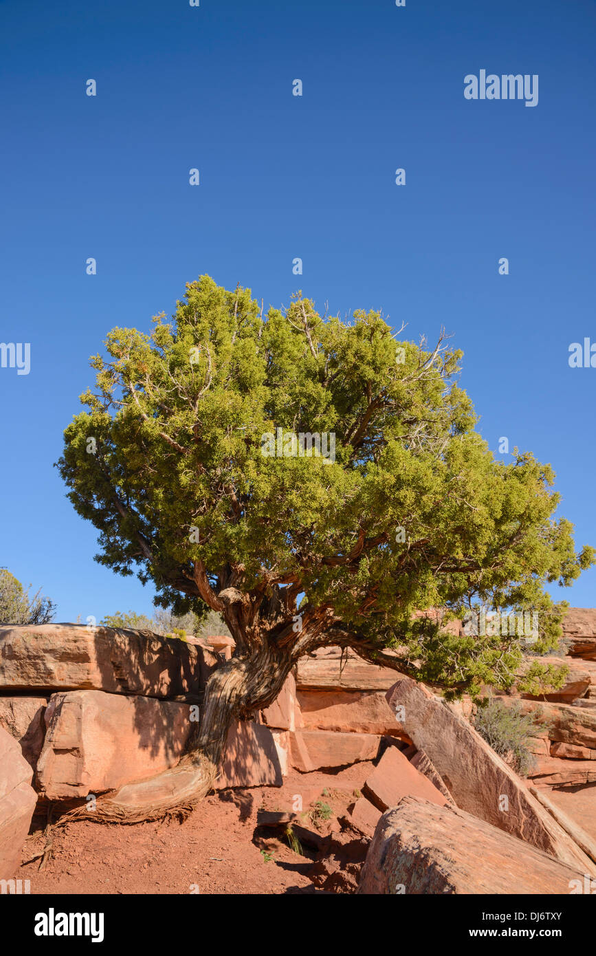 Utah Ginestra, Juniperus osteosperma, Dead Horse Point State Park, Utah, Stati Uniti d'America Foto Stock