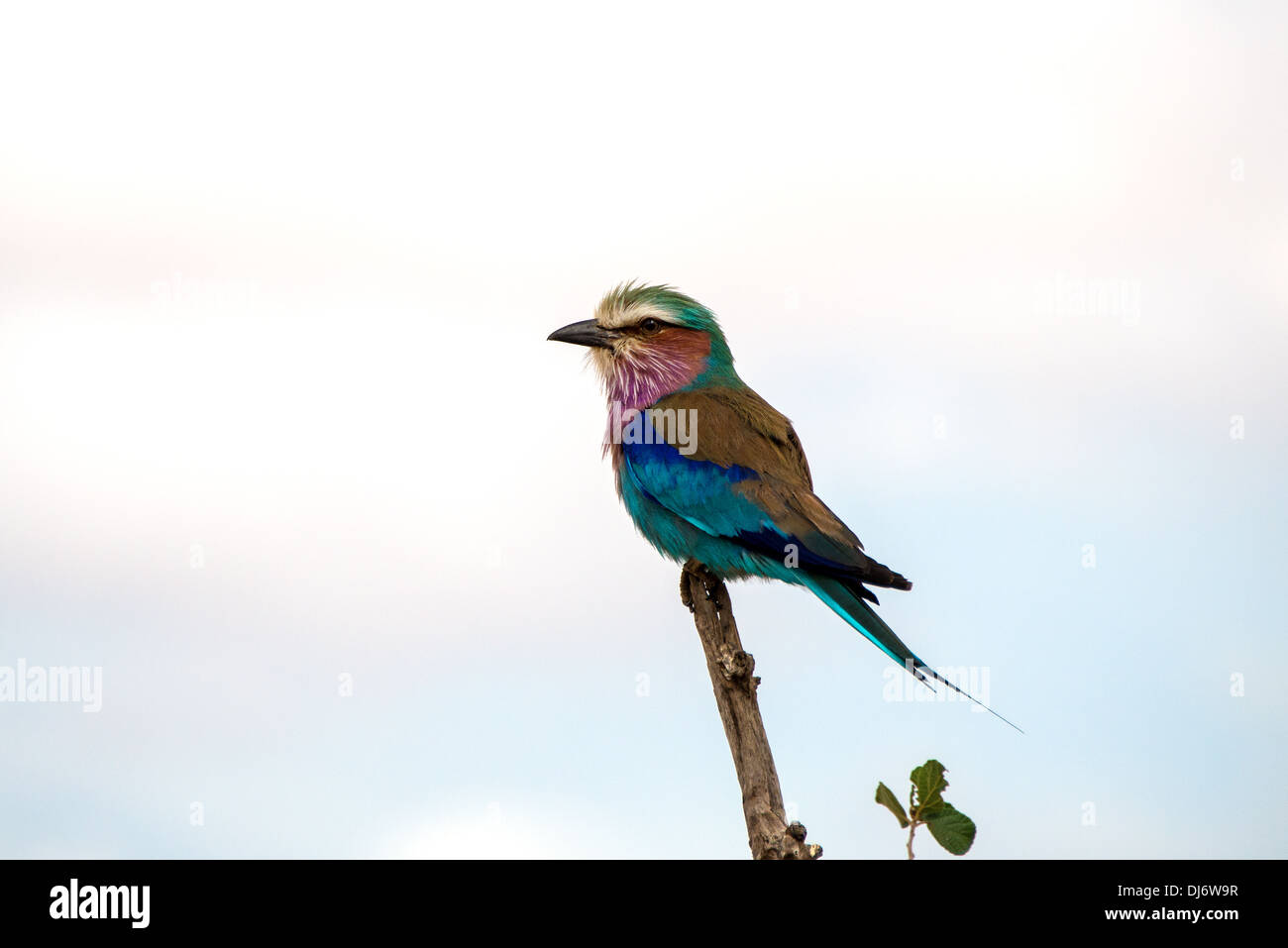 Primo piano di un uccello tanzaniano chiamato un rullo Foto Stock