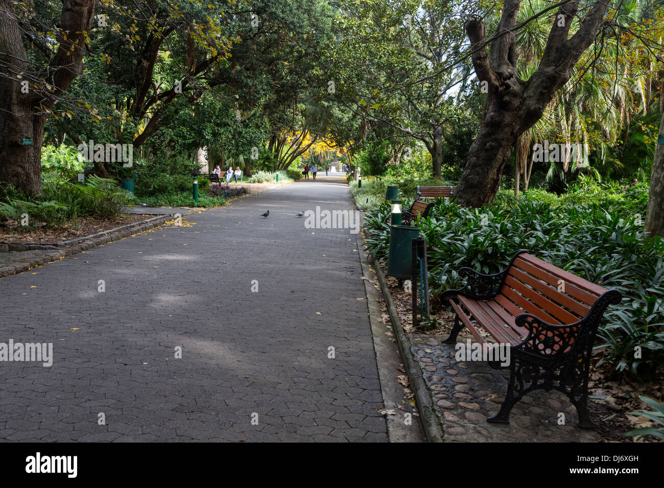 Sud Africa, Cape Town. Government Avenue attraverso la società del giardino, stabilito dalla Dutch East India Company nel 1652. Foto Stock
