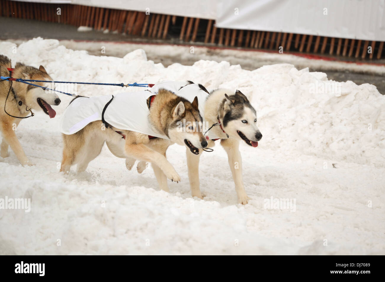 Una slitta trainata da cani team in esecuzione nell'Iditarod Sled Dog Race, Anchorage in Alaska, Foto Stock