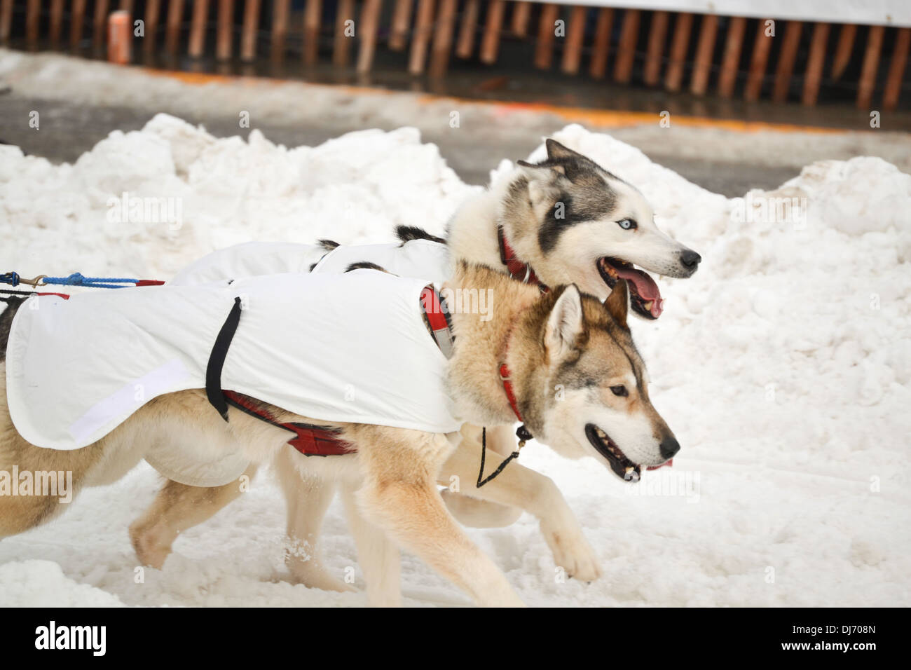 Due cani in esecuzione nell'Iditarod Sled Dog Race, Anchorage in Alaska, Foto Stock