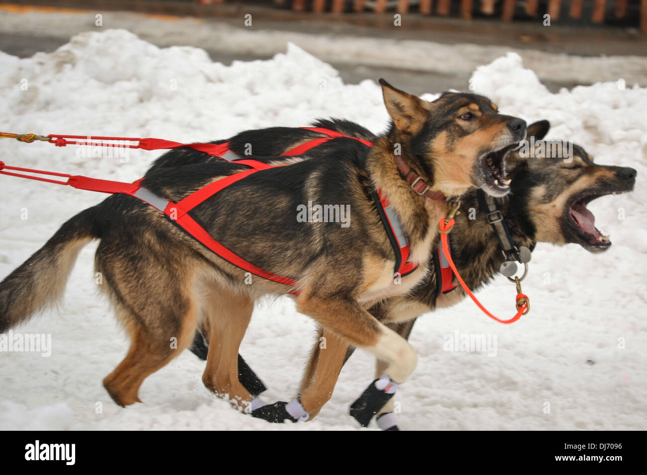 Due cani in esecuzione nell'Iditarod Sled Dog Race, Anchorage in Alaska, Foto Stock