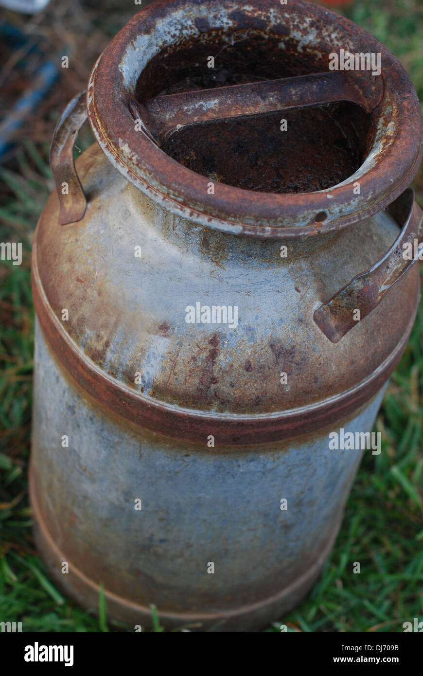 Vecchio latte può seduto sull'erba Foto Stock