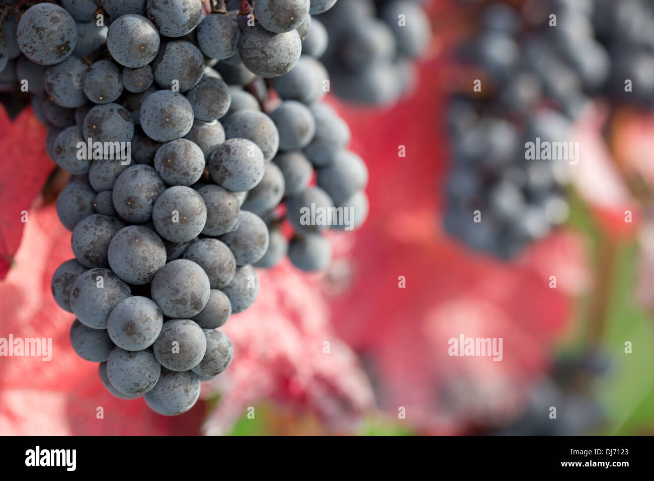 Vino rosso uva sulla vite in autunno durante la mietitura Foto Stock