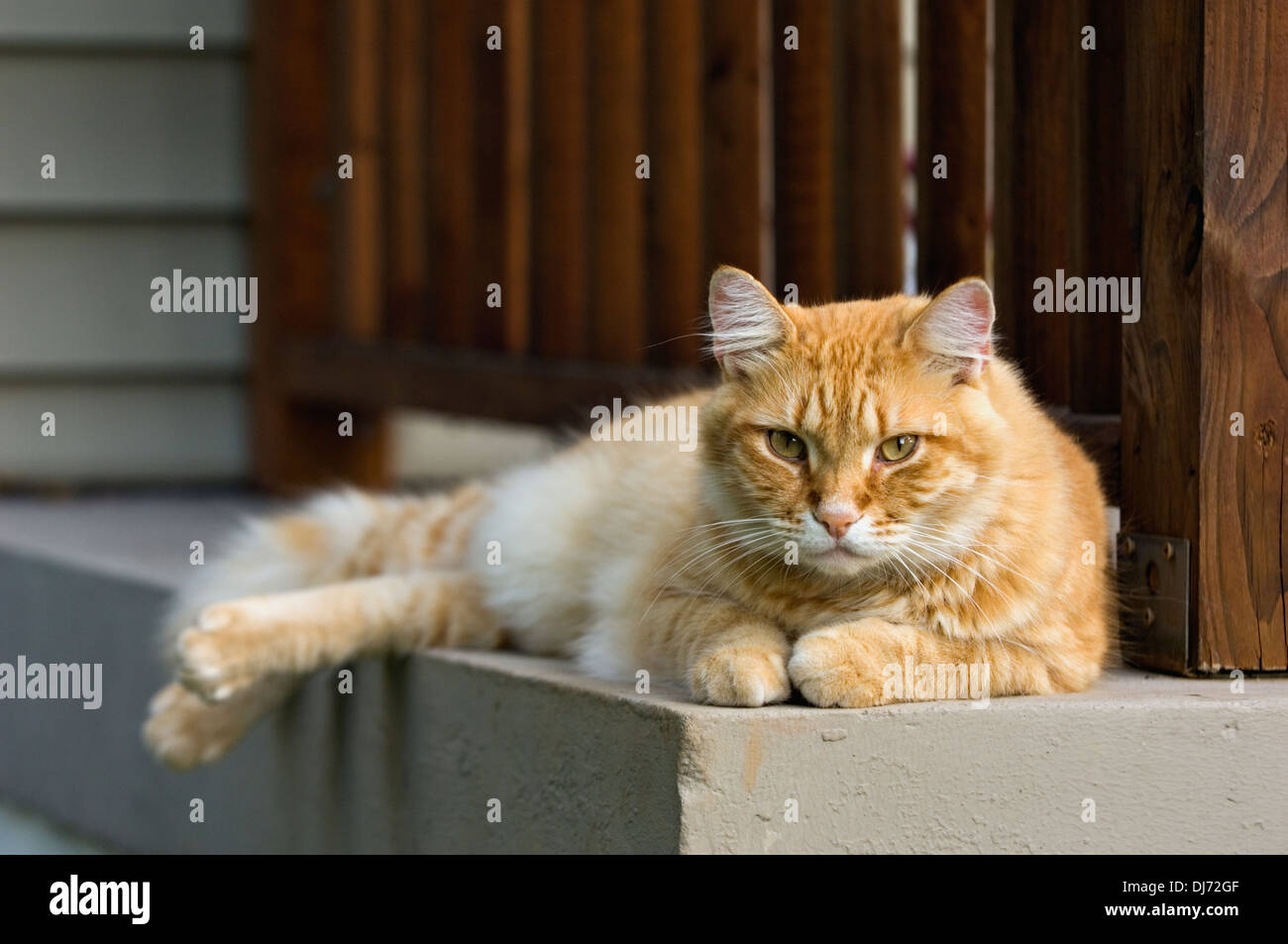 Alert Orange Tabby Cat in appoggio sul portico Foto Stock
