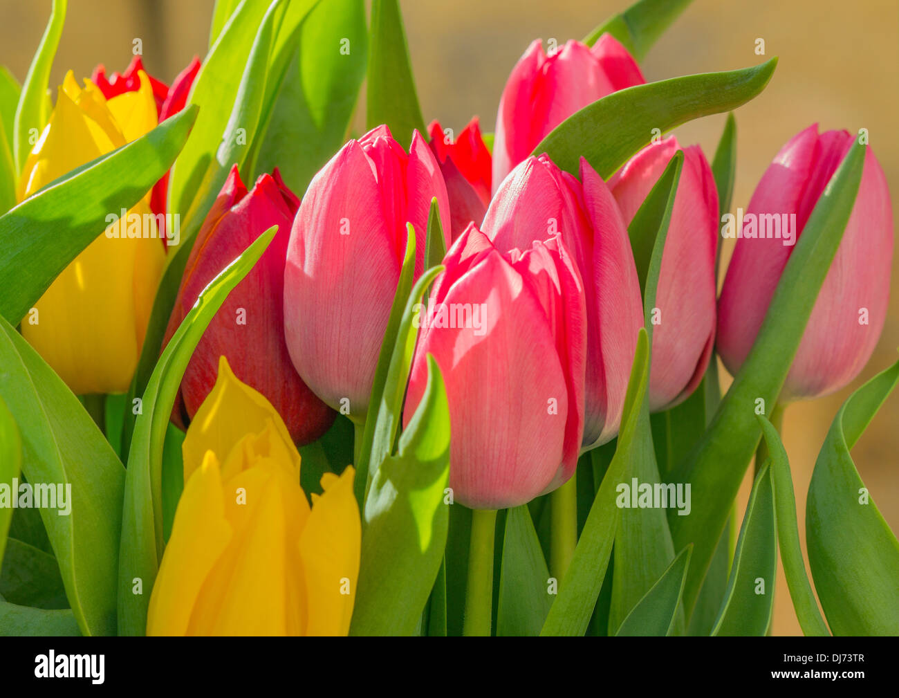I Tulipani di colori misti in un mucchio. Foto Stock