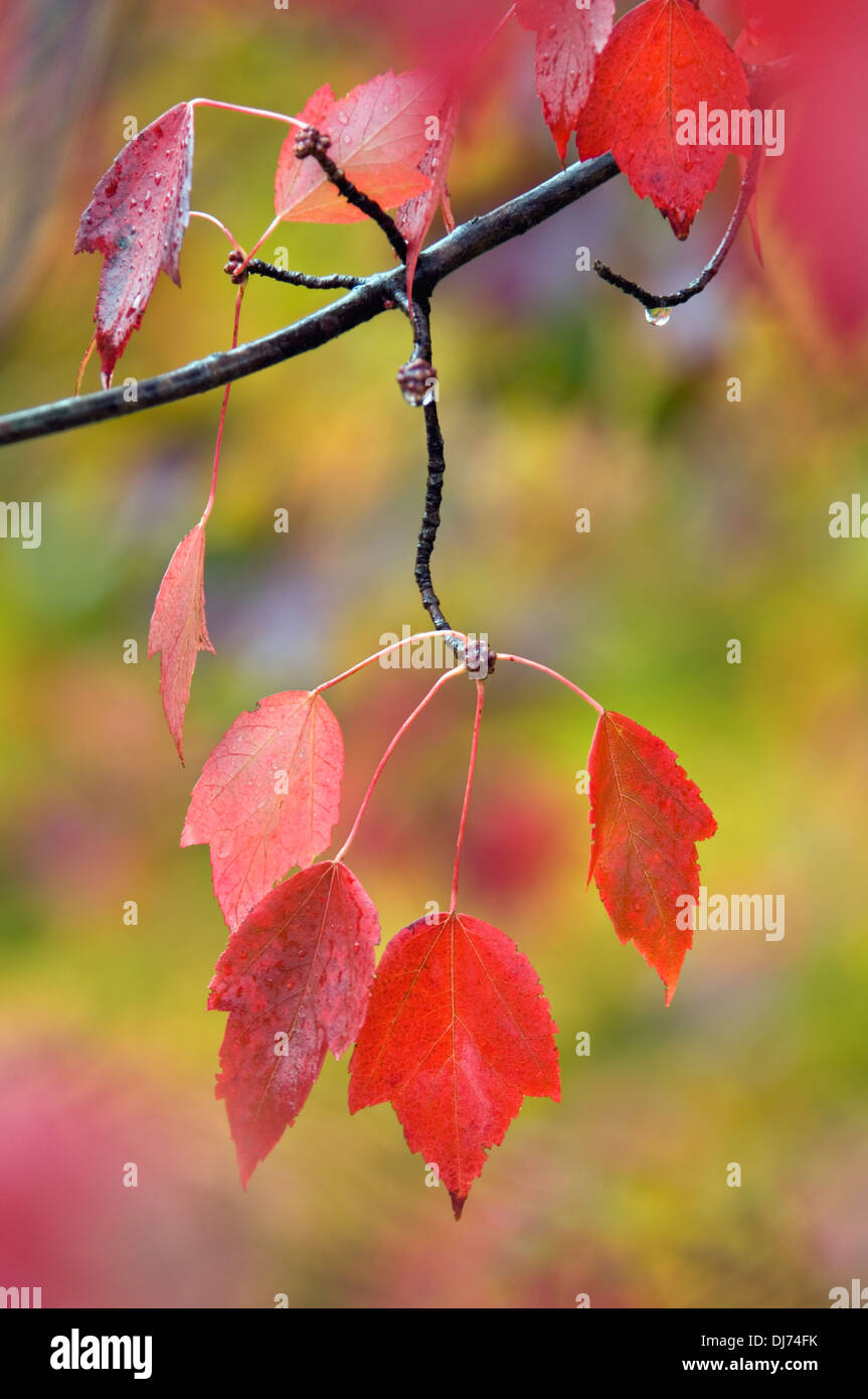 Wet aceri rossi su albero con Colore di autunno Foto Stock