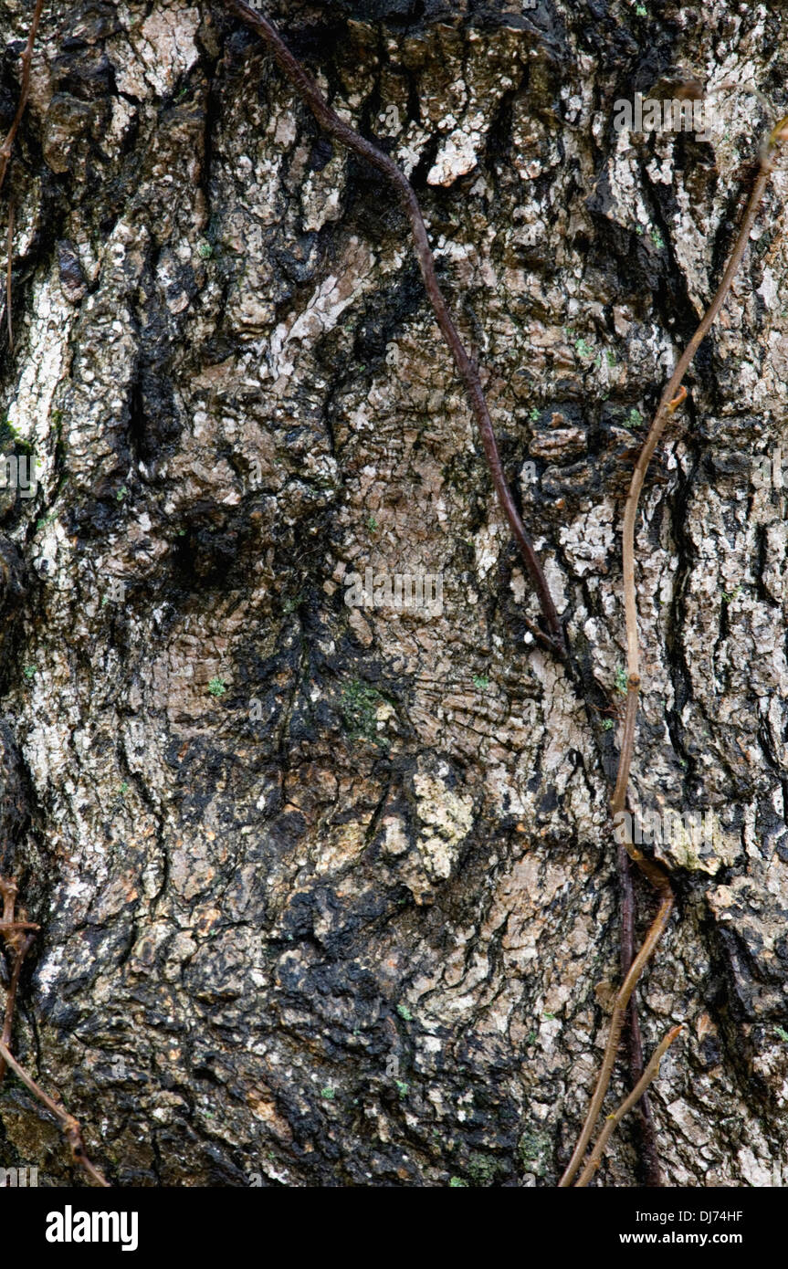 Poison Ivy vite sulla sezione di acero tronco di albero Foto Stock