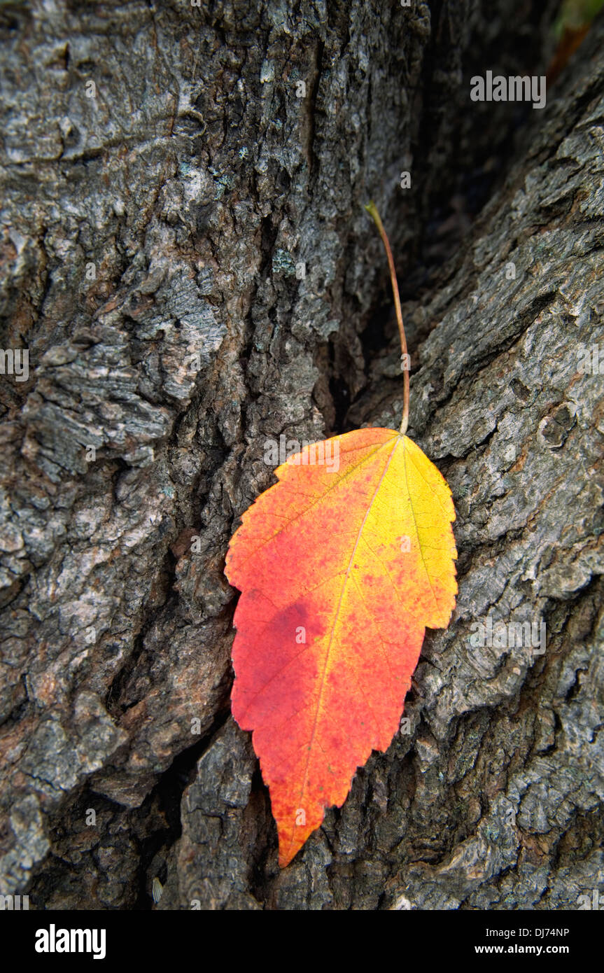 Red Maple Leaf sul tronco di albero con Colore di autunno Foto Stock