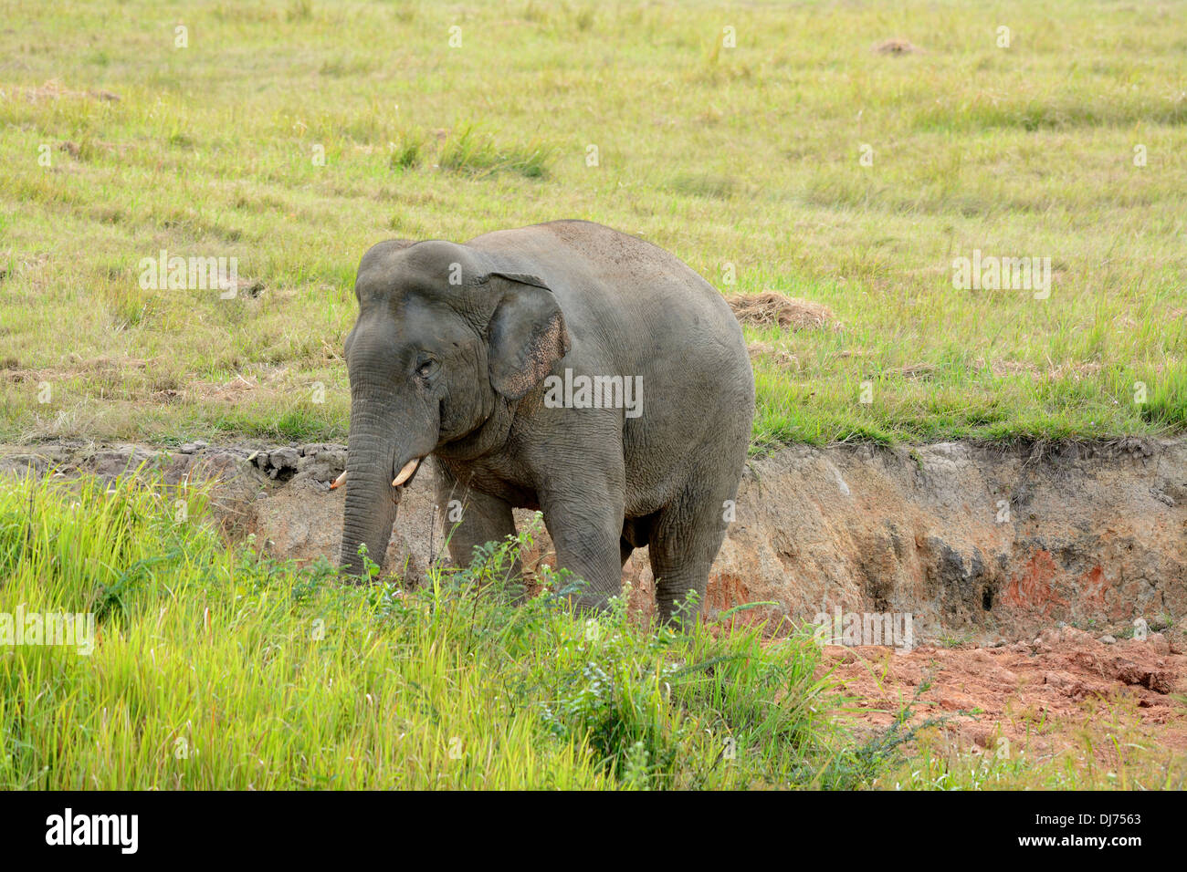 Bella bull Elefante asiatico (Elephas maximus) al Thai parco nazionale Foto Stock