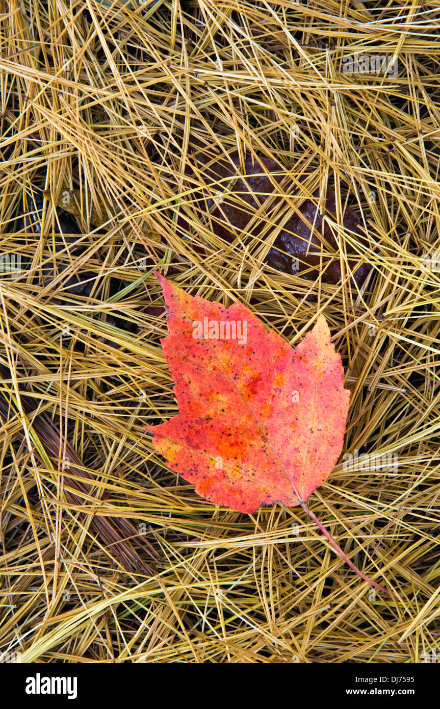 Caduto Red Maple Leaf e aghi di pino in Floyd County, Indiana Foto Stock