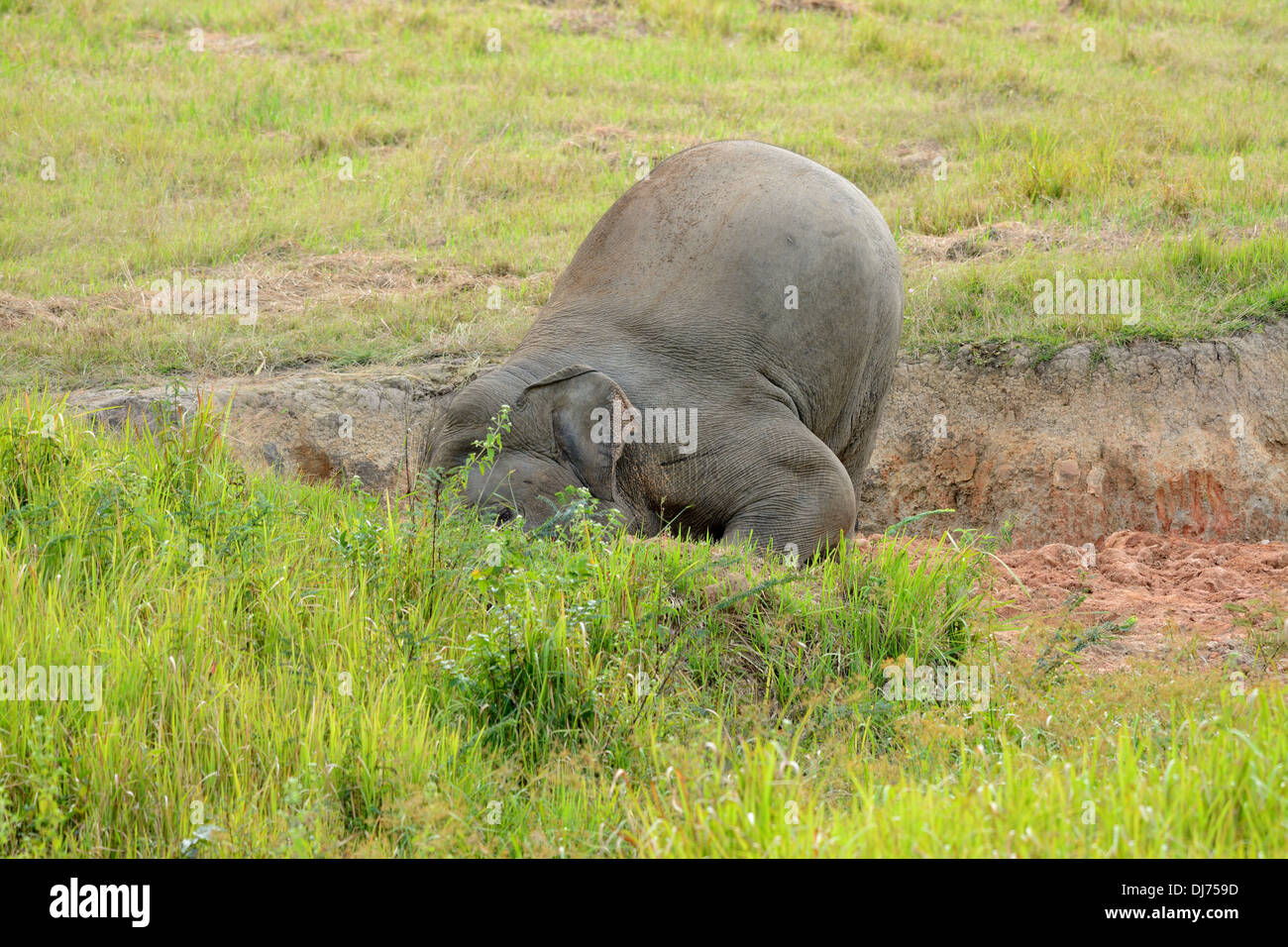 Bella bull Elefante asiatico (Elephas maximus) al Thai parco nazionale Foto Stock