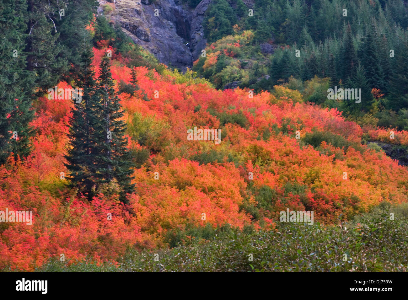 Vine Maple lungo la Rachel Lago Trail in autunno, Alpine Lakes Wilderness, Cascades, Washington. Foto Stock