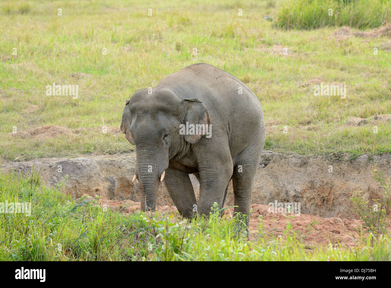 Bella bull Elefante asiatico (Elephas maximus) al Thai parco nazionale Foto Stock