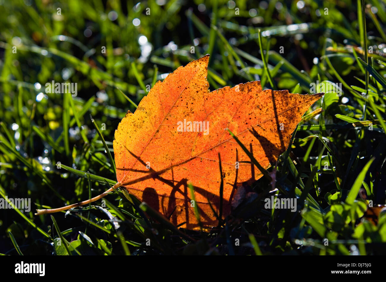 Caduto Red Maple Leaf sul prato retroilluminati da luce del sole di mattina Foto Stock