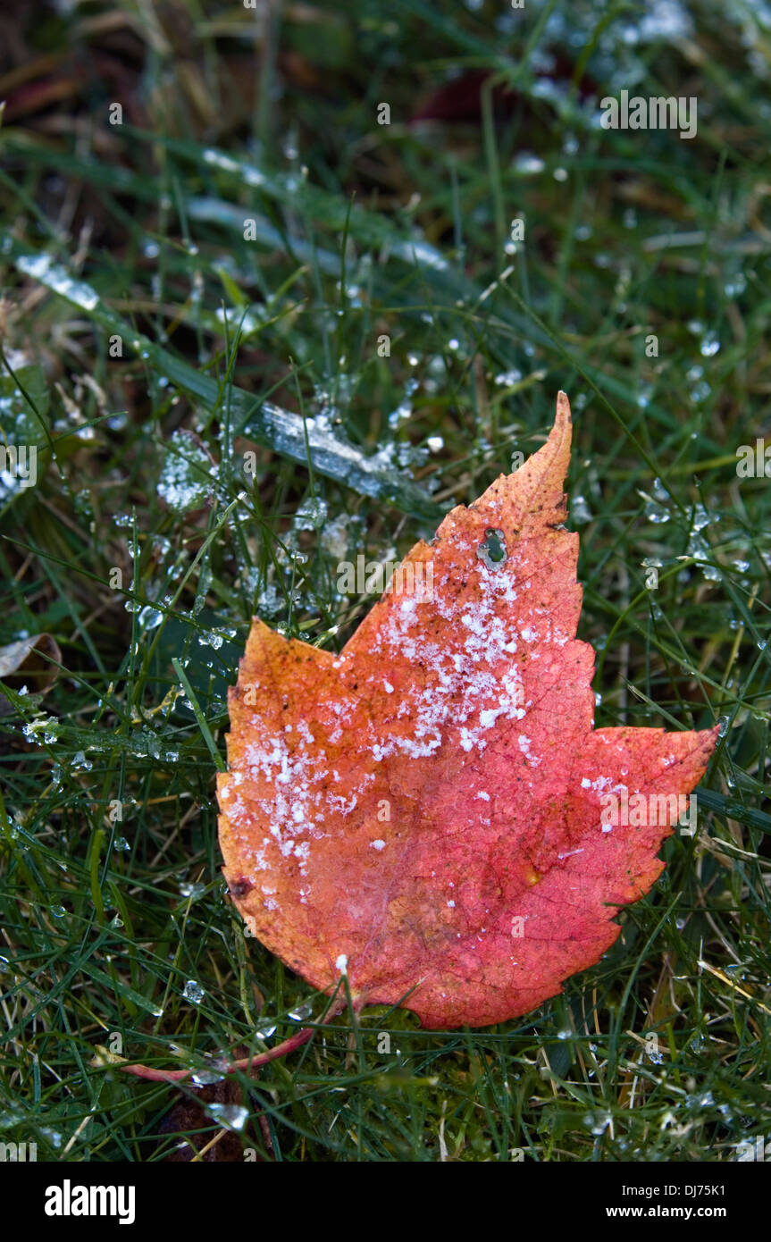 Caduto Red Maple Leaf sul prato con lieve neve Foto Stock
