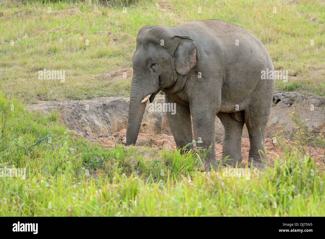 Bella bull Elefante asiatico (Elephas maximus) al Thai parco nazionale Foto Stock